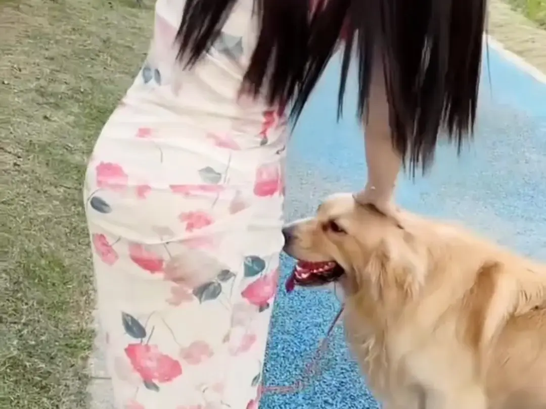 抖音香香公主与爱犬金毛科普视频-完整版在线免费观看-抖音香香公主与爱犬直播回放-网盘资源免费领取